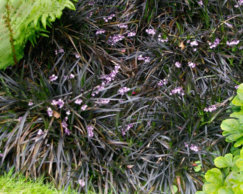 Ophiopogon planiscapus Nigra, Black Mondo Grass