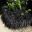 Ophiopogon planiscapus 'Nigrescens' - dark almost black foliage, used as edging plant