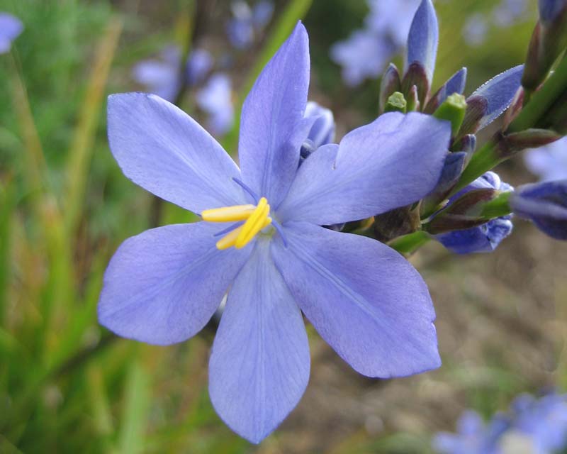 Orthrosanthus multiflorus blue star-like flowers