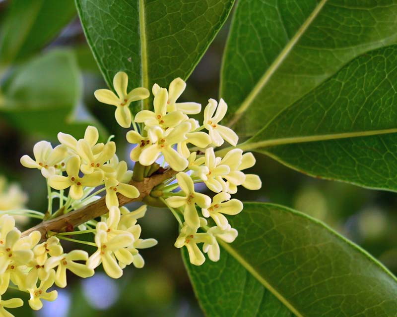 Osmanthus fragrans - small white/creamy scented flowers - photo by Juni