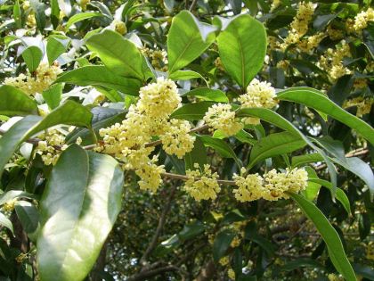 Osmanthus fragrans - photo by Shizhao