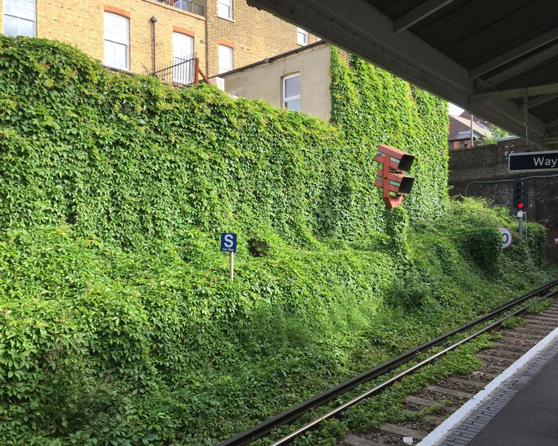 Parthenocissus quinquefolia or Virginia Creeper tumbling down the wall and over the rail track at Richmond station, London