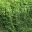 Parthenocissus quinquefolia or Virginia Creeper