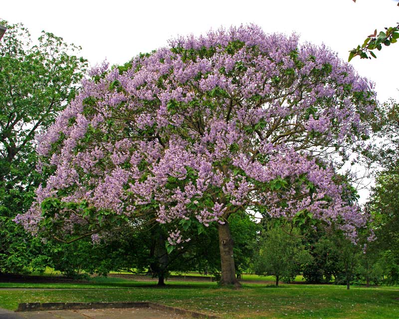 Paulownia kawakamii, the Sapphire Dragon Tree