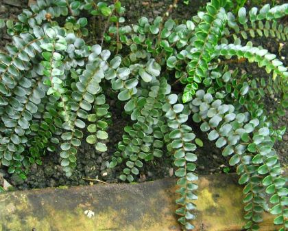 Pellaea rotundifolia  - photo kembangraps