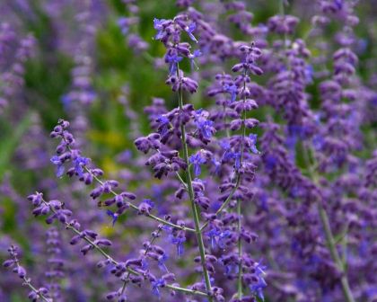 Perovskia atriplicifolia Russian Sage - panicles of lavender flowers.