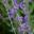 Perovskia 'Blue Sprie' Whorls of lavender blue flowers and buds