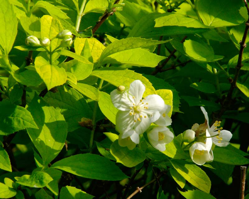 Philadelphus coronarius Aurea - white cup shaped flowers and golden yellow leaves that turn more yellow green during summer