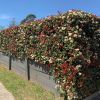 Photinia sp - spring flowers and new red growth