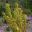 Physocarpus opulifolius Dart's Gold