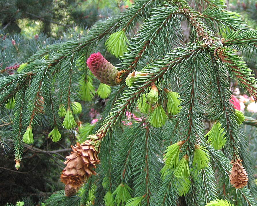 Picea abies 'Acrocona' Has showy immature red cones on branch tips, these age to brown