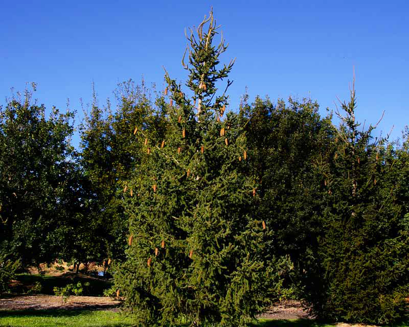 Pices Abies - Norway Spruce makes an attractive addition to cool climate gardens