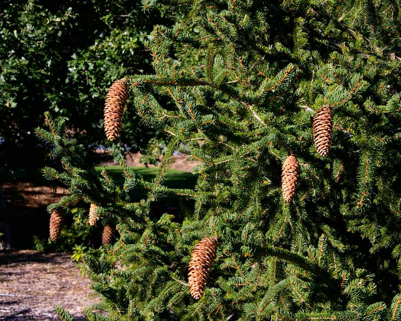 Picea Abies - has attractive pendulus cones