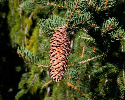 Pices Abies - Norway Spruce
