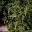 Picea Abies - has attractive pendulus cones