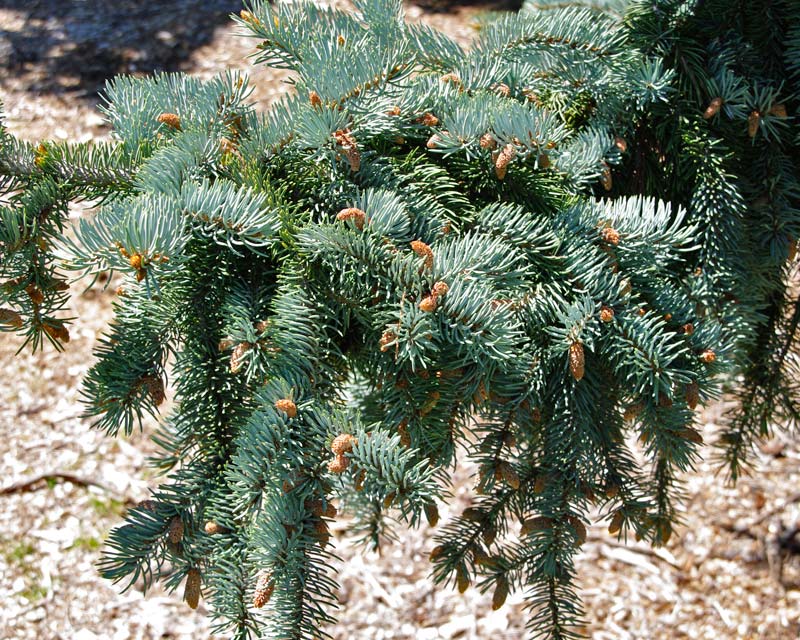 Picea pungens - this is Endtz