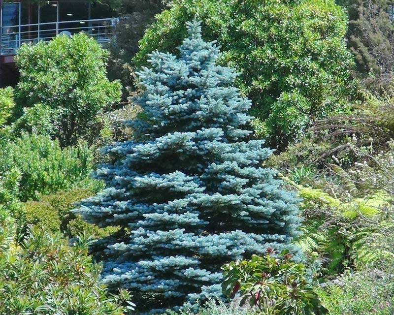 Picea pungens - this is Monterey