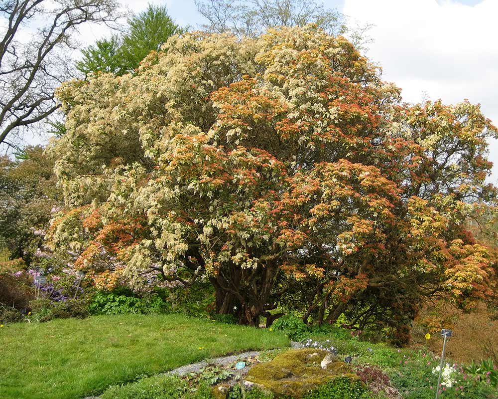 Pieris japonica - this is Mountain Fire, a fair bit bigger than others in this species