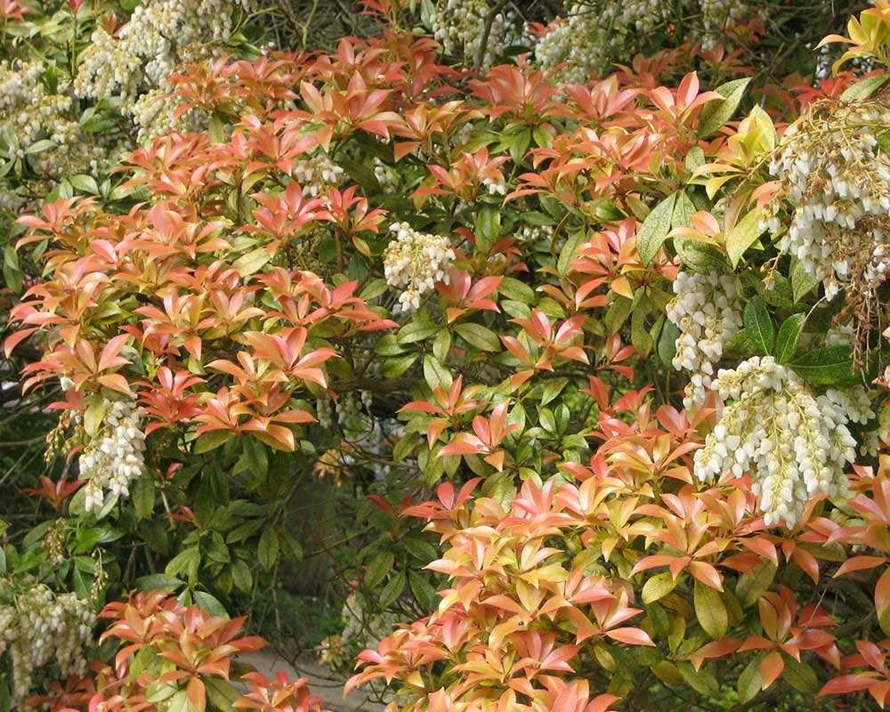 Pieris japonica - this is Mountain Fire