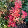 Pieris japonica 'Valley Fire' - wonderful display of new deep pink foliage in spring