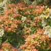 Pieris japonica - this is Mountain Fire