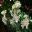 Pieris japonica - late winter bloomer