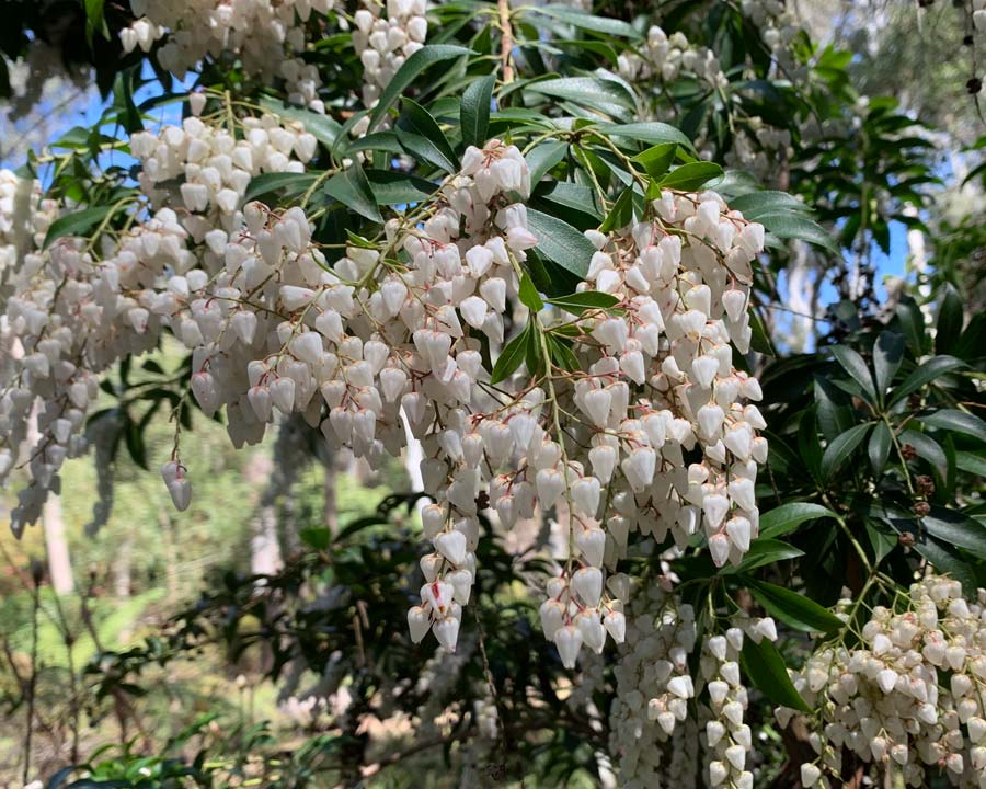 Lily of the valley Bush - Pieris formosa Forestii