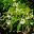 Pittosporum undulatum - Fragrant spring flowers