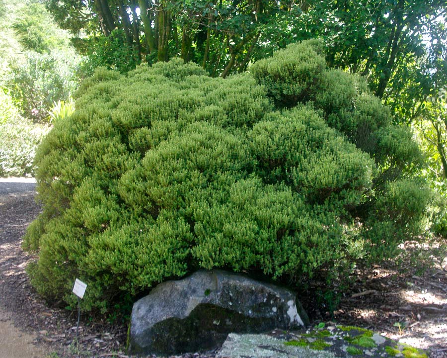 Pittosporum tenufolium Green Globe growing in the Blue Mountains Botanical Gardens