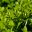 Pittosporum tenuifolium Golf Ball - mint green leaves and black branches