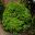 Pittosporum tenuifolium Golf Ball - dense company variety of Pittosporum tenuolium