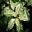 Pittosporum tenufolium 'Irene Patterson'  New leaves creamy colour turning green with age.