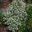 Pittosporum tenufolium 'Marjorie Channon' compact variety growing to 3m dark stems and variegated leaves