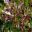 Pittosporum tenuifolium Tom Thumb - immature green leaves turn purple as they age