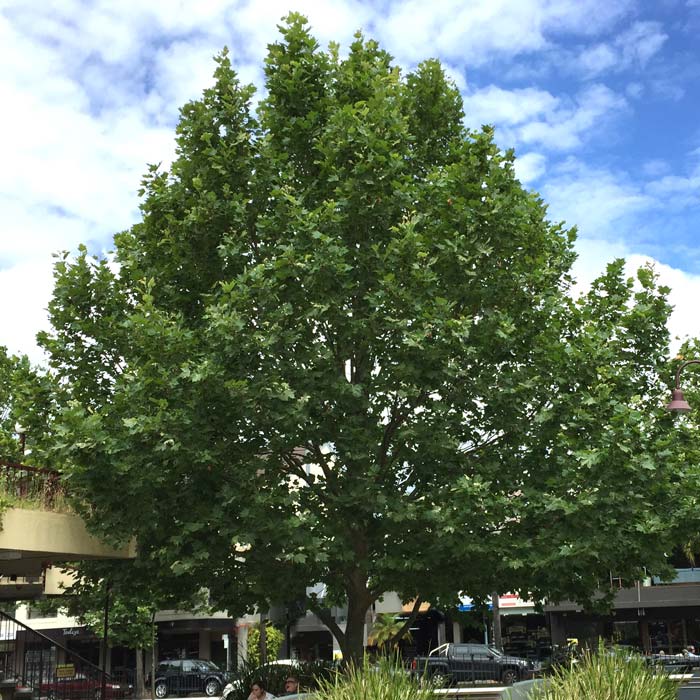 Platanus x hybrida - London Plane Tree is a popular street tree