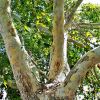 Platanus x hybrida - London Plane Tree is a popular street tree