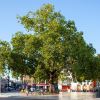 London Plane Tree, Platanus x hispanica - photo Southbank Centre