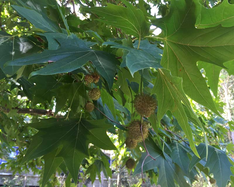Spherical clusters of fruit - London Plane Tree, Platanus x hybrida
