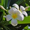 Plumeria acutifolia - Frangipani