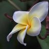 Plumeria acutifolia - Frangipani