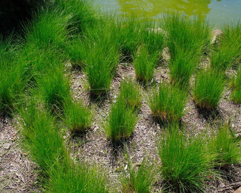 Poa labillardieri - Tussock Grass