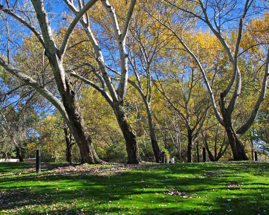 White Poplar - Populus alba - Autumn colour Canberra