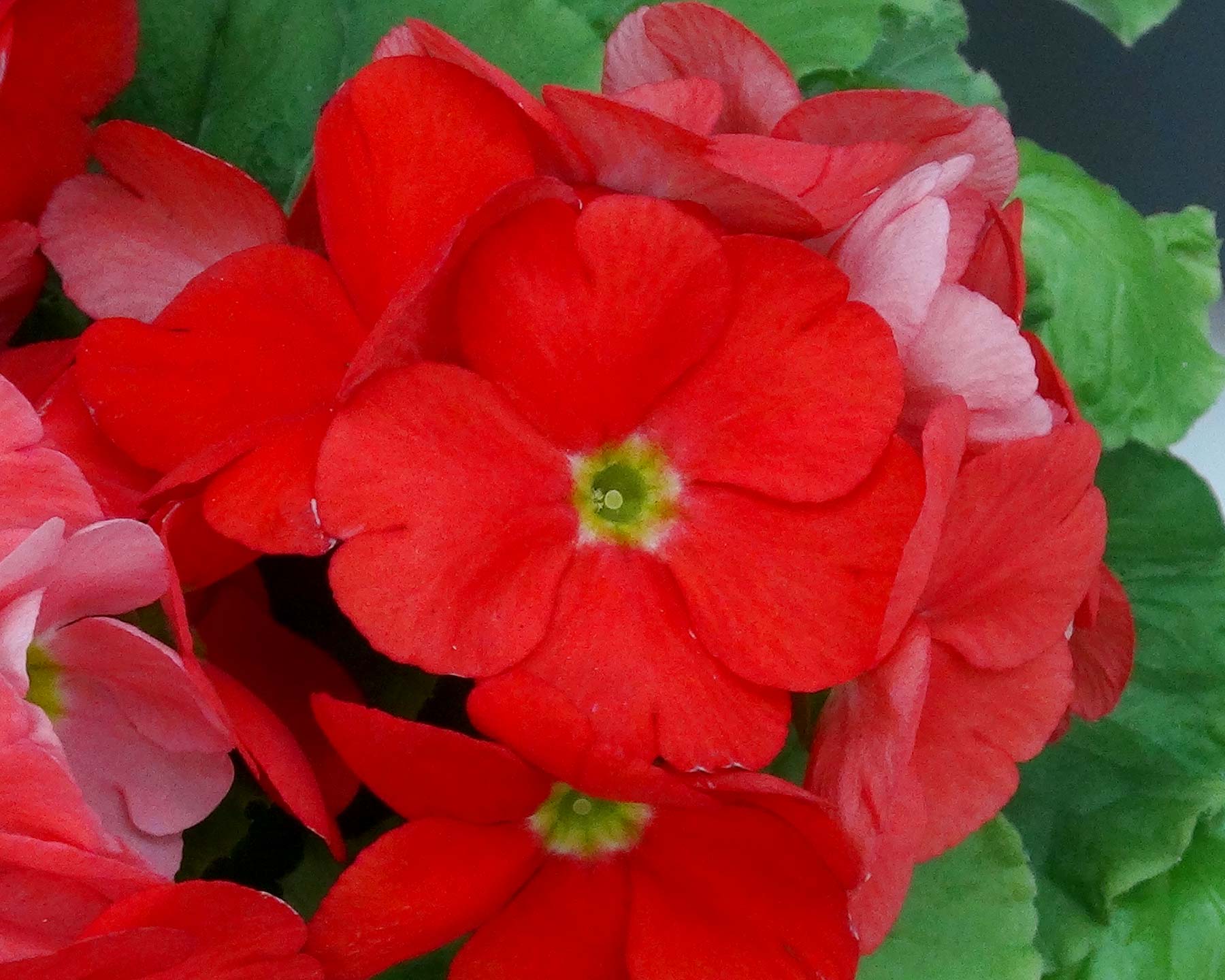 Primula obonica, this is 'Touch Me' in red