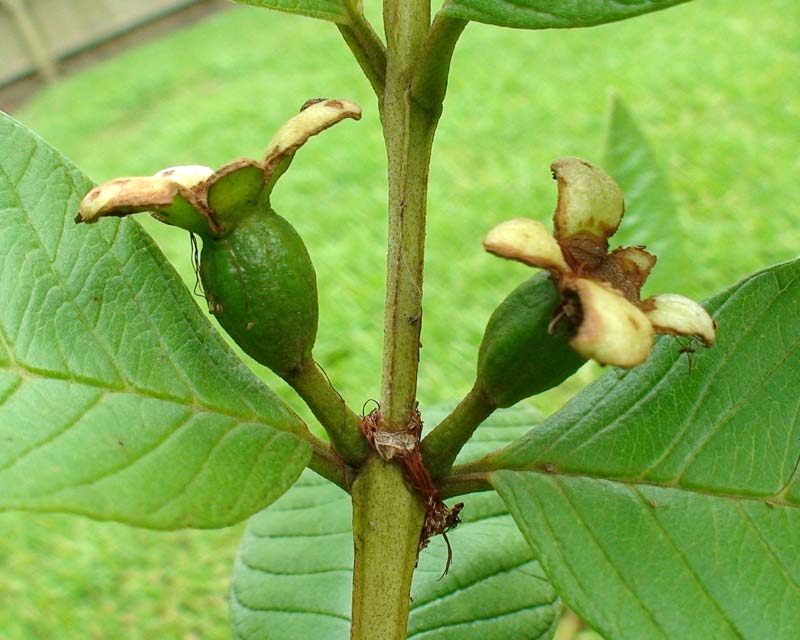 Psidium guajava - the new fruit of guava - photo Fqamar