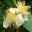 Psidium guajava  - creamy flowers many stamen give flowers a fluffy appearance  photo mauroguanandi