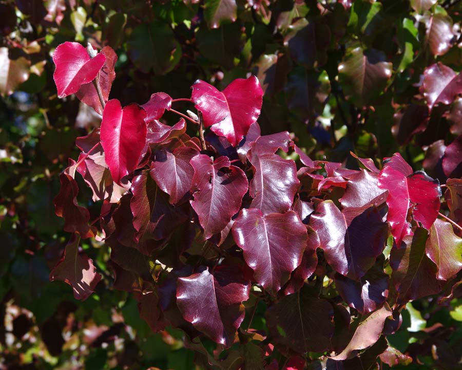Pyrus Calleryana - red leaves in autumn
