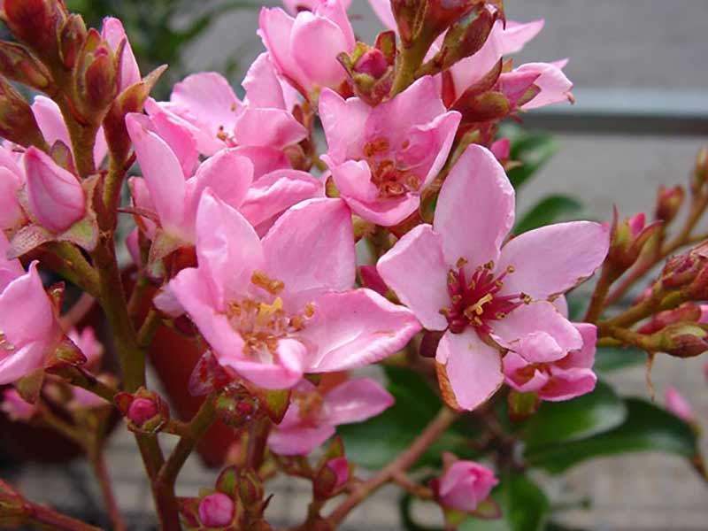 Rhaphiolepis 'Apple Blossom'