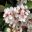 Rhaphiolepis intermedia - White Indian Hawthorn