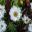 Rhodanthe anthemoides - Canberra Botanic Gardens