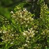 Robinia pseudoacacia - flowers